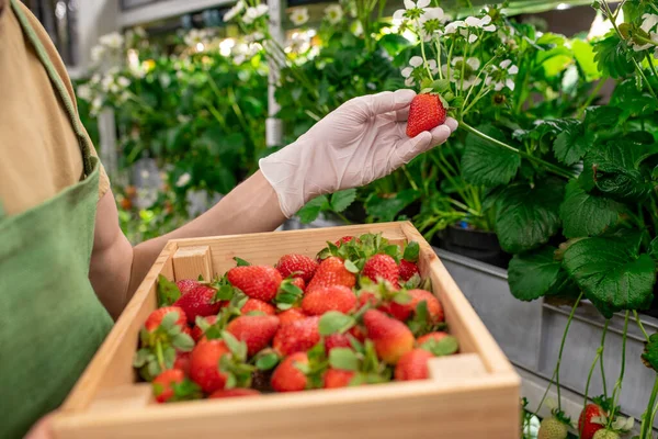 Campesino Vertical Con Caja Fresas Recogiendo Otra Baya Madura —  Fotos de Stock