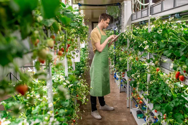 Young farmer in a green apron looking at a display of growing strawberries