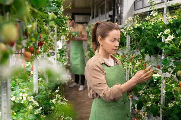 Kvinna Förkläde Som Arbetar Trädgård Mot Ung Manlig Bonde — Stockfoto