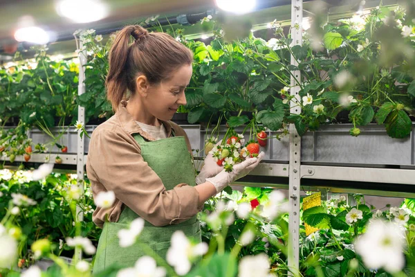 Eine Person Betrachtet Reife Erdbeeren Bei Der Arbeit Einem Gewächshaus — Stockfoto