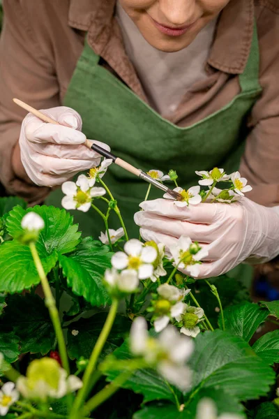 Una Persona Que Sostiene Flor Fresa Mientras Poliniza Granja Vertical — Foto de Stock