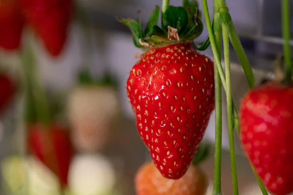 Close Red Ripe Strawberry Hanging Thin Green Stem — Stock Photo, Image