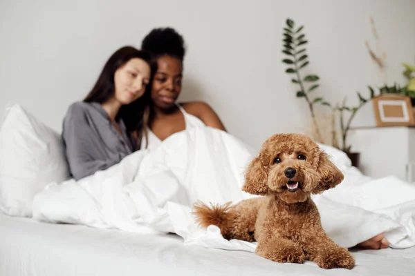 Mignon chien couché sur le lit contre deux filles — Photo