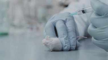 Ellerinde şırınga tutan ve beyaz laboratuvar faresine deneysel ilaç enjekte etmeye hazırlanan tanınmayan eldivenli bilim adamlarının yavaş çekimini kapat.