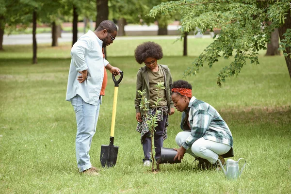 Unga afrikanska par och deras söta son plantera små träd i parken — Stockfoto