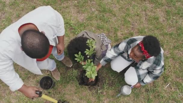 Top View Slow Shot Afroamerykańskiej Rodziny Trzech Umieszczając Małe Drzewo — Wideo stockowe