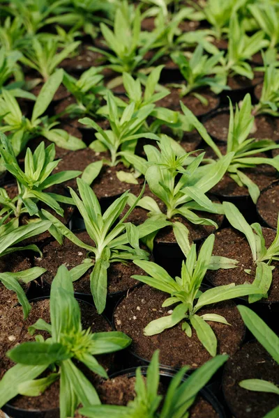 Grote groep van groene zaailingen in potten met bodem — Stockfoto