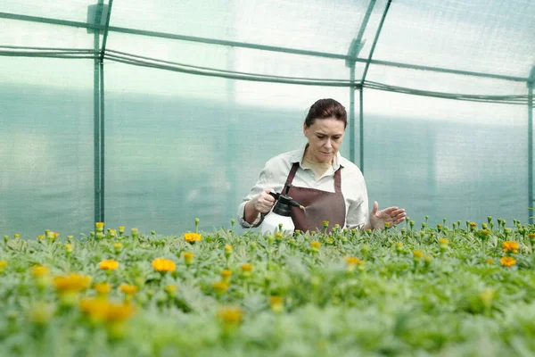 Reife Bäuerin sprüht Blumen im Gewächshaus — Stockfoto