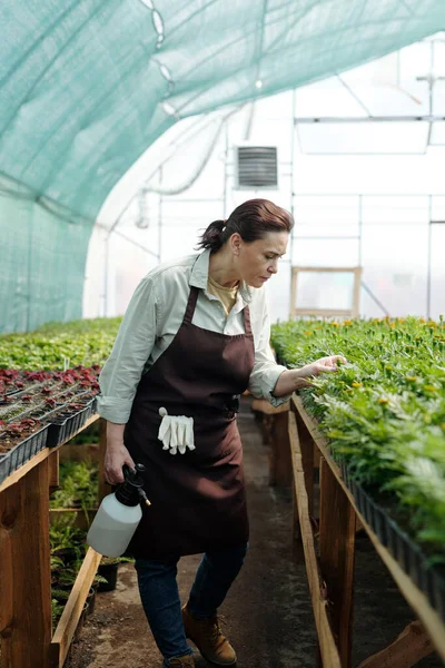 Female gardener bending by large flowerbed during work — Stock Photo, Image