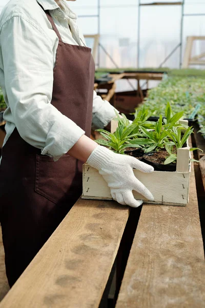 Giardiniere donna contemporanea in abbigliamento da lavoro mettendo scatola con piantine sul tavolo — Foto Stock