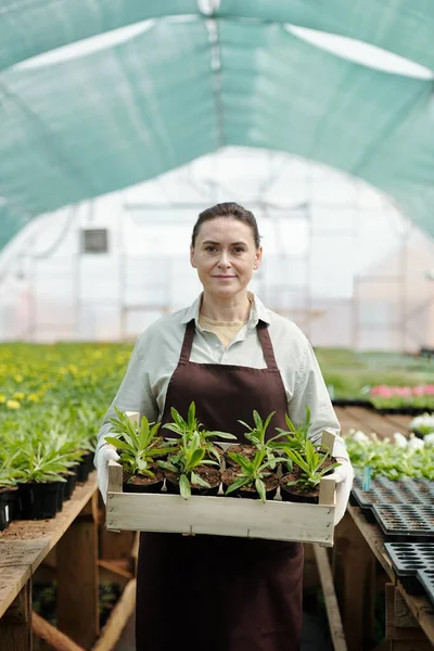 Contemporary female worker of hothouse carrying box with seedlings — Stock Photo, Image