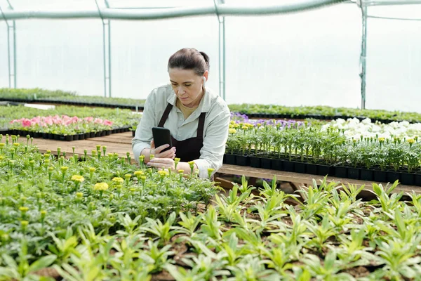 Досвідчений фермер зі смартфоном фотографує розсаду квітів — стокове фото
