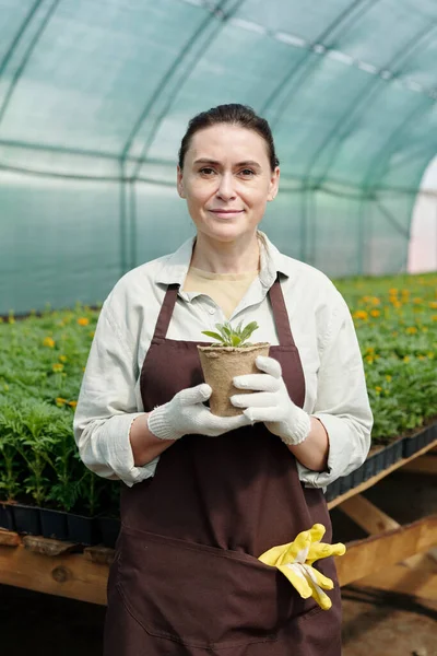 Handschoen vrouwelijke fermer in schort houden pot met groene zaailing — Stockfoto