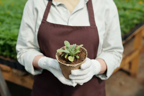 Coltivatore guantato che detiene vaso biodegradabile con piantina verde — Foto Stock