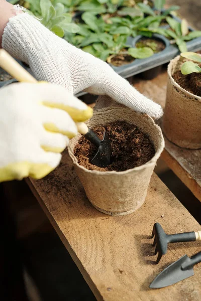 Handskar av handske trädgårdsmästare med små spade transplantera plantor — Stockfoto