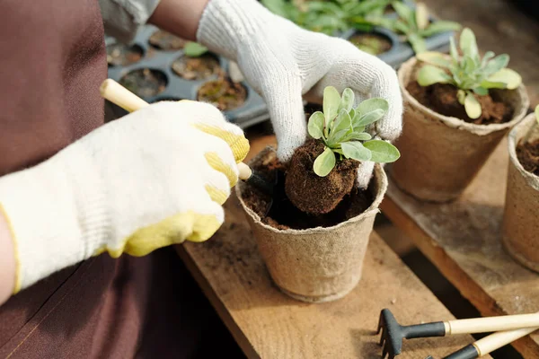 Handske trädgårdsmästare med handverktyg transplantering plantor av blommor — Stockfoto