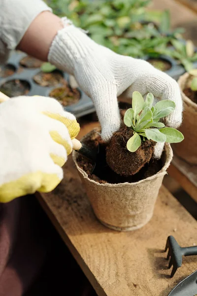 Kvinnliga händer i handskar under omplantering arbete i hothouse — Stockfoto