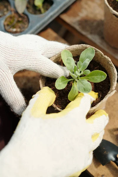 Pequeñas plántulas con hojas verdes siendo trasplantadas —  Fotos de Stock