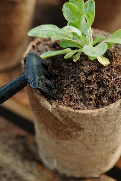 Piccolo forcone in vaso biodegradabile con torba e piantina verde — Foto Stock