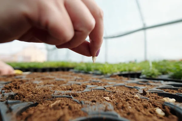 Рука фермера держит тыквенное семя над почвой — стоковое фото