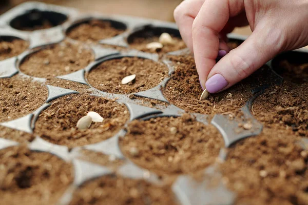 Θηλυκό χέρι που βάζει σπόρους σε γόνιμο έδαφος σε μικρή κατσαρόλα — Φωτογραφία Αρχείου