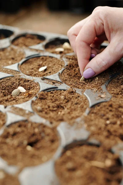 Diversi vasi con terra e mano di contadina che mette semi in uno di loro — Foto Stock