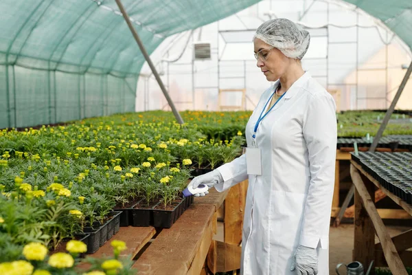 Női tudós vagy biológus, aki marigold maggal elektronikus hőmérőt tart — Stock Fotó