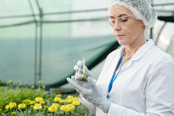 Ώριμη γυναίκα εμπειρογνώμονας κάνοντας πείραμα με νέο είδος των λουλουδιών — Φωτογραφία Αρχείου