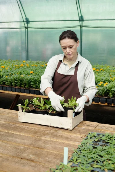 Handschuhfarmer in Arbeitskleidung steckt Töpfe mit Setzlingen in Holzkiste — Stockfoto