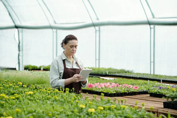 Gammal kvinnlig rullning genom online-data om nya typer av blommor — Stockfoto