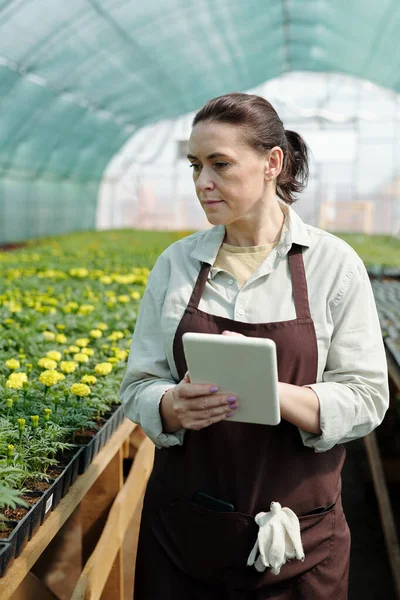 Agricultor maduro en ropa de trabajo usando tableta mientras se mueve a lo largo de mesas con plántulas verdes — Foto de Stock