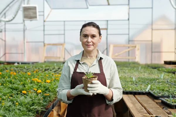 Jardinero experimentado con plántulas en maceta de pie contra las plantas en crecimiento — Foto de Stock