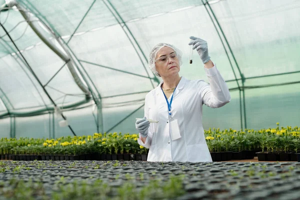 Magabiztos női tudós, aki talajmintával ellátott lombikot vizsgál — Stock Fotó