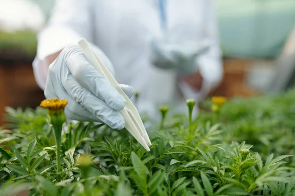 Handschoen hand van vrouw met witte plastic pincet — Stockfoto