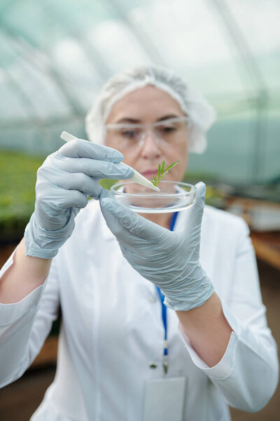 Gloved hands of biologist in whitecoat putting sample of leaf in petri dish