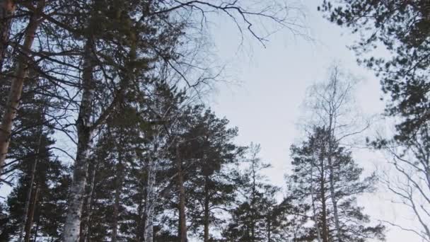 Панорамный Снимок Высоких Деревьев Фоне Мрачного Неба — стоковое видео