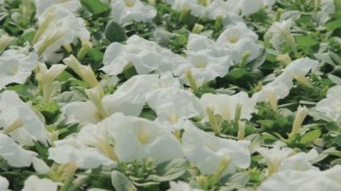 Bahçede ya da serada çiçek açan beyaz zambakların genel görüntüsü