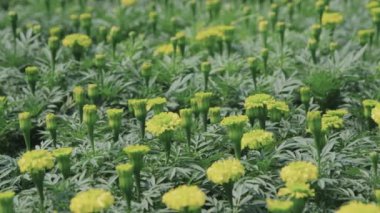 Bahçede ya da serada açan pek çok güzel sarı kadife çiçeğinin görüntüsü.