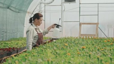 Orta yaşlı, beyaz bir kadının, çiçeklere su püskürterek serada onların icabına baktığı orta ölçekli bir çekim.