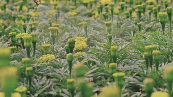 Panoramica Spruzzare Acqua Bellissimi Fiori Calendula Gialla Che Crescono Giardino — Video Stock