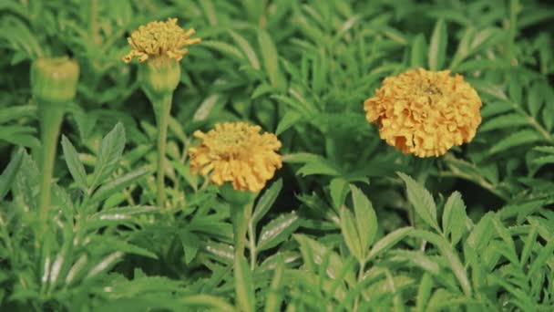 鮮やかな緑の葉の上に水の滴と湿った黄色のマリーゴールドの花の遅いとパンニングのクローズアップ — ストック動画