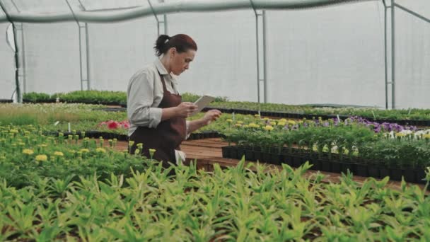Tracking Slowmo Mid Adult Woman Apron Walking Greenhouse Looking Plants — Stock Video