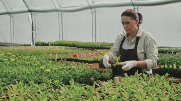 Langzaam Medium Shot Van Vrouwelijke Tuinier Verzorgen Van Potplanten Groeien — Stockvideo