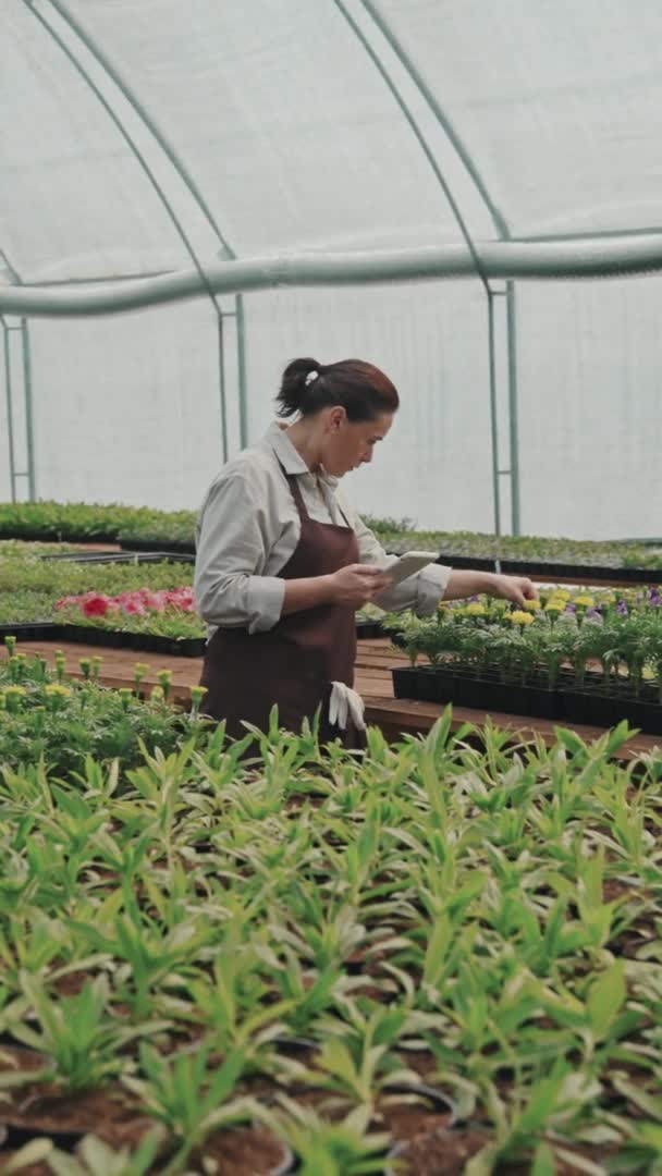 Seguimiento Vertical Lentitud Trabajadora Invernadero Femenina Examinando Plantas Flores Que — Vídeo de stock