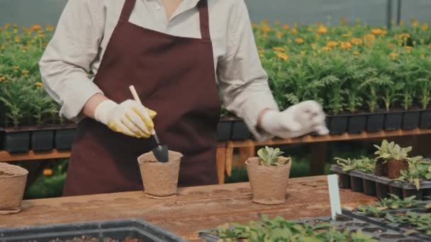 Midsection Slowmo Της Αγνώριστη Θηλυκό Κηπουρός Ρύθμιση Μικρό Φυτό Γλάστρα — Αρχείο Βίντεο