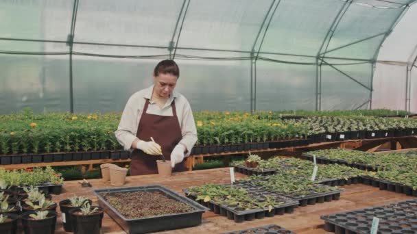 Média Lentidão Tiro Jardineiro Fêmea Mesa Estufa Plantando Sementes Vasos — Vídeo de Stock