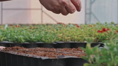 Bahçıvanın, serada çalışırken toprağa tohum atan, tanınmayan kadın ellerine yavaş yavaş yakın plan.