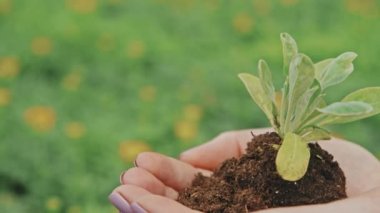 Yeşil arka planda toprakta küçük fideleri tutan kadın ellerinin makro yakın plan çekimleri.