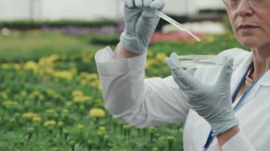 Kesilmiş PAN, laboratuvar önlüklü kadın bilim adamıyla tarımsal araştırma yaparken, petri kabına pipetle birlikte serada yetiştirilmiş bitki numunesiyle sıvı madde atarken çekildi.