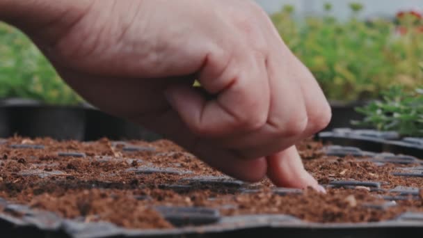 Lassú Szélsőséges Közelkép Női Kéz Kertész Ültető Magok Egyenként Talajban — Stock videók